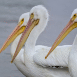 Trois domaines du marché boursier qui pourraient être favorisés par le succès du travail.