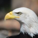 Selon les craintes exprimées par les investisseurs, l’élection américaine constitue une menace majeure, notamment en ce qui concerne le risque de guerre civile.