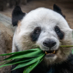 Investissements d’impact centrés sur les valeurs des jeunes de la génération Millénaire et Z.